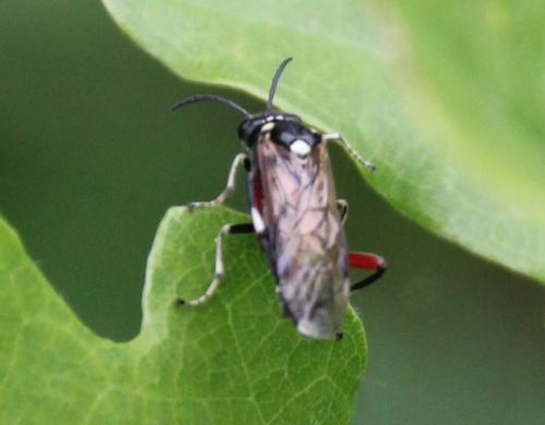 Réf. 274 091 : Macrophya punctumalbum